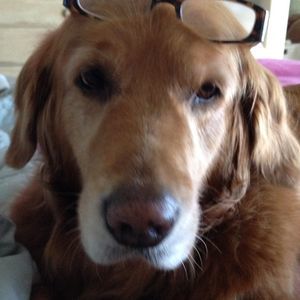 Meet your Posher, Diane